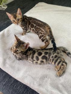 Bengalkitten m/w sofort auszugsbereit