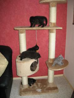 3 schwarze Mini Panther Mutter BKH