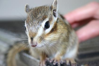 Suche 2 weibliche Streifenhörnchen