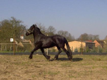 Friese sehr barock, mega Mähne-über 1m