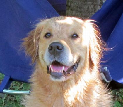 Golden Retriever Welpen