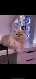 Ragdoll Kater sucht neues liebevolles Zuhause