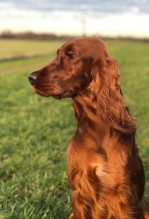 Irish Setter Welpen aus 33 jähriger Formzucht mit Papieren