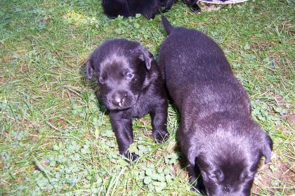 Süße Labrador -Welpen zu Verkaufen