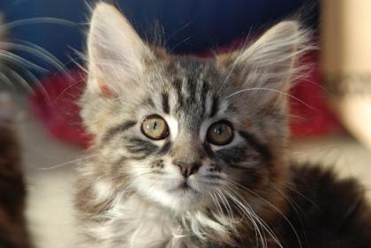 Maine Coon Babies Otto, Olivia, Oskar und Ollie.