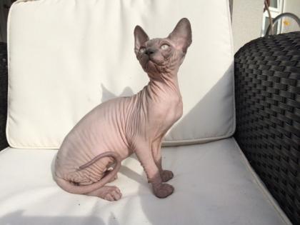 Canadian Sphynx Kitten Dark Knight of NikiArt