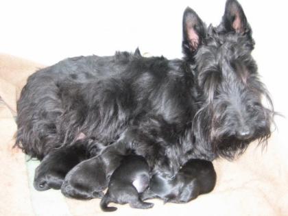 Scottish Terrier Welpen