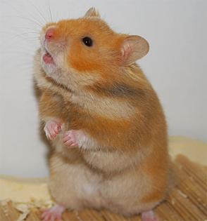 Liebhaberzucht für Hamster