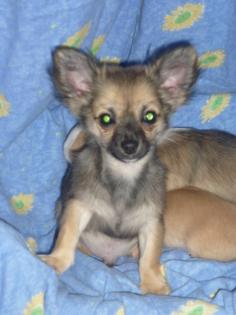 Chihuahua Welpe Rüde sucht eine Liebevolle Familie