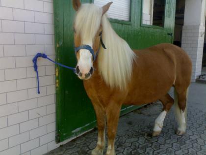 Suche Reitbeteiligung Barockreiterei für meinen 11Jährigen Haflinger-Araber Wa