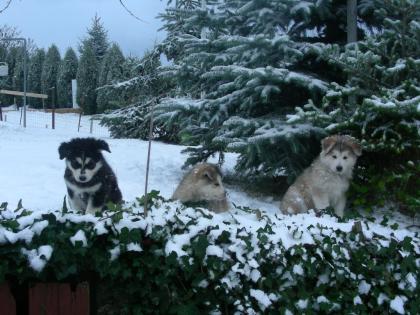 Welpen Husky Schäferhund