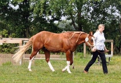 A Smokin Little Gun AQHA APHA