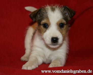 Parson Jack Russell Terrier Welpen ab sofort zur Abgabe