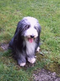 Bearded Collie Welpen