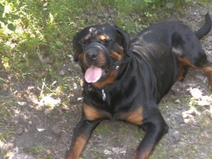 Rottweiler m. P. abzugeben