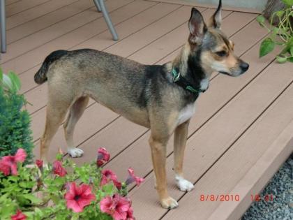 Schmuse-Sandy sucht liebevolles Zuhause