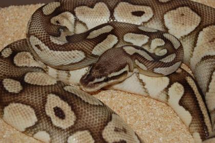 Python regius Butter Pastel adult und Yellowbelly het für Ivory adult