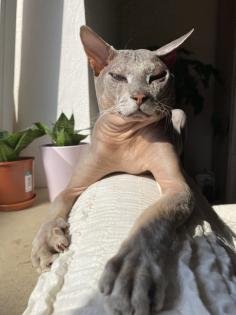 Deckkater Don Sphynx / Sphinx flock