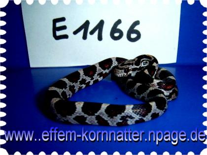 Kornnatter/Miami-Phase/Milk-Snake/Charcoal/Black-Albino/Anerythristic Typ B