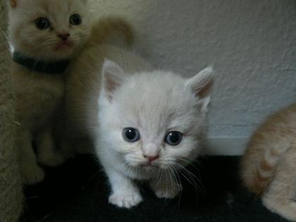 BKH Kitten suchen einen Liebhaberplatz