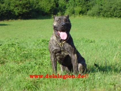 Presa Canario Kennel de la Legion Dogo Canario