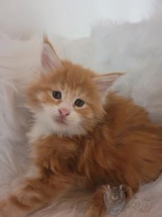 Wundervolle Maine Coon Kitten