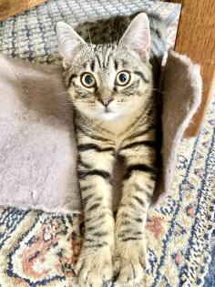 Willi - verwuschelter Tabby-Mix