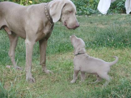 Wunderschöne silbergraue Weimaraner Welpen