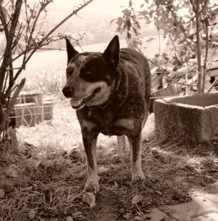 Cattle Dog Hündin sucht neues zu Hause