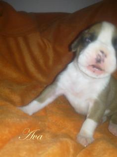 Super süsse BOXER - WELPEN