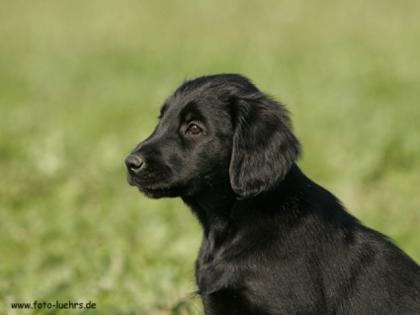 Flatcoated Retriever Welpen gesund bestens Sozialisiert