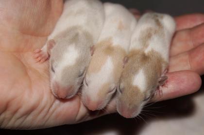 Einzigartiger Ratten Nachwuchs