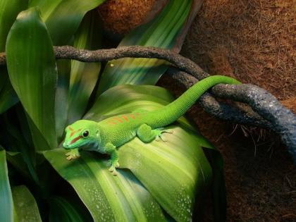 Großer Madagaskar Taggecko Phelsuma Madagascariensis Grandis - Männchen