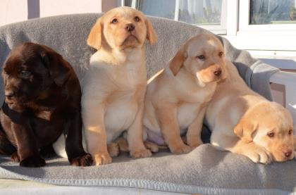 Labrador Welpen in braun und blond