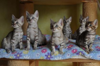 Bengal Kitten aus liebevoller, langjähriger Zucht in Snow sowie klassisch black