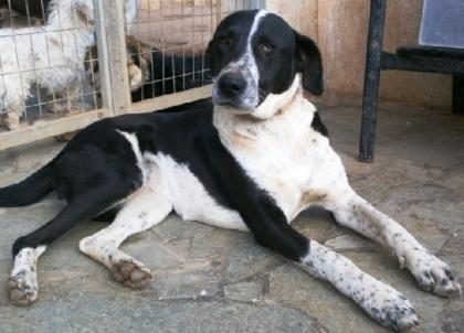 Daisy - quirlige große Hundedame . ihre Retterin ist schwer erkrankt