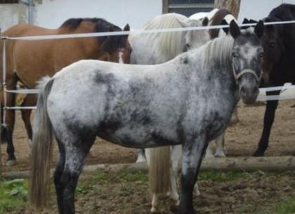 Reitbeteiligung in Niederbayern