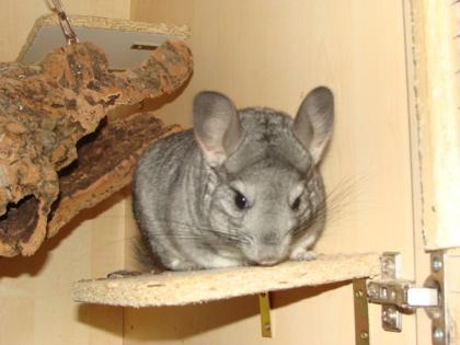 Chinchillaweibchen sucht zuhause