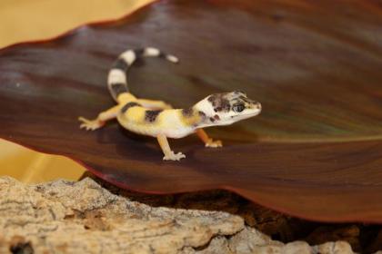 Leopardgeckos Eublepharis macularius