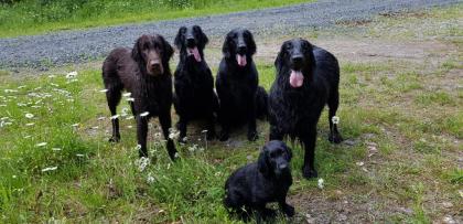 Flatcoated Retriever- Welpen