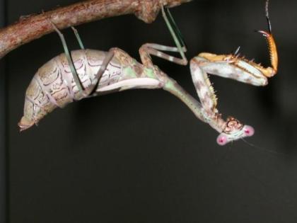 Parasphendale agrionina Giant-Mantis subadulte Weibchen