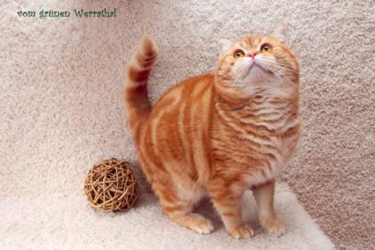 Unser wunderschöner BKH Deckkater in red tabby classic hat noch ein wenig Zeit f