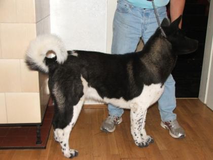 American Akita Welpen