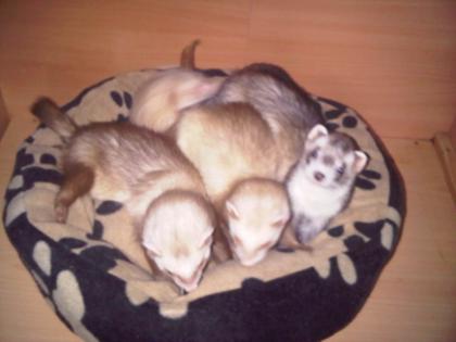 4 Frettchen 1 Harlekin und 3 Siams