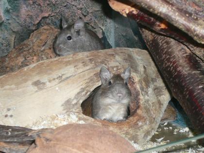 2 DEGU Gruppen abzugeben m/w