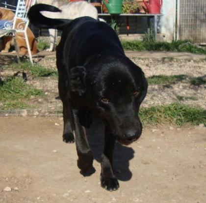 Timo, Labrador -Mix Er hatte das Gespür für die Menschen, denen er vertrauen