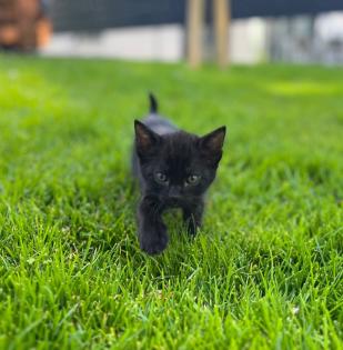 Süße kitten zu verkaufen