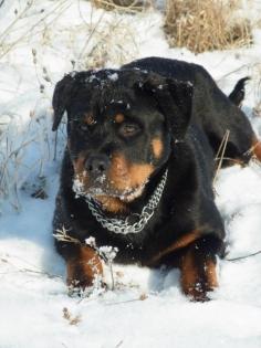 Rottweiler Welpe