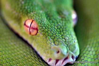 Morelia viridis 1. 0 Grüner Baumpython