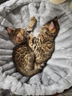 Reinrassige Bengal Kitten mit Stammbaum